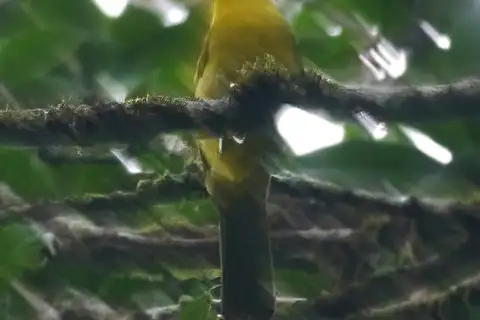 Uluguru Bushshrike