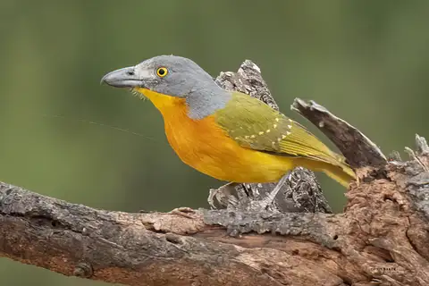 Grey-headed Bushshrike