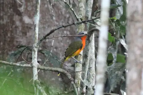 Fiery-breasted Bushshrike