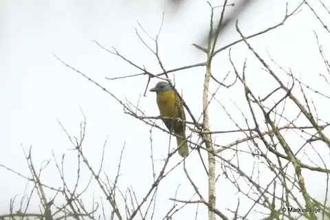 Green-breasted Bushshrike