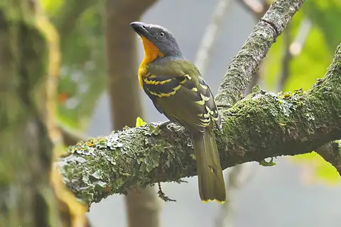 Lagden's Bushshrike