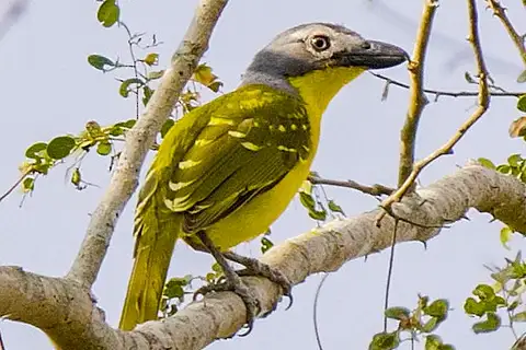 Monteiro's Bushshrike