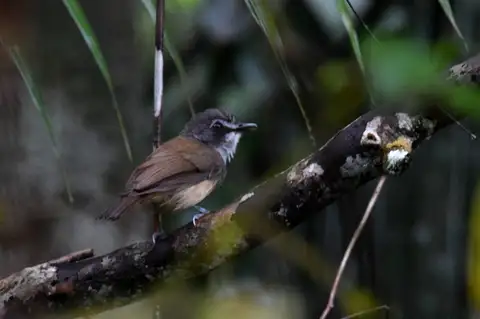 Grey-breasted Babbler
