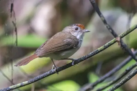 Scaly-crowned Babbler