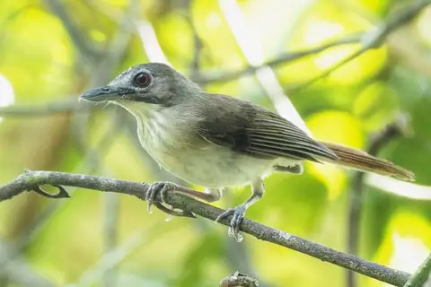Moustached Babbler