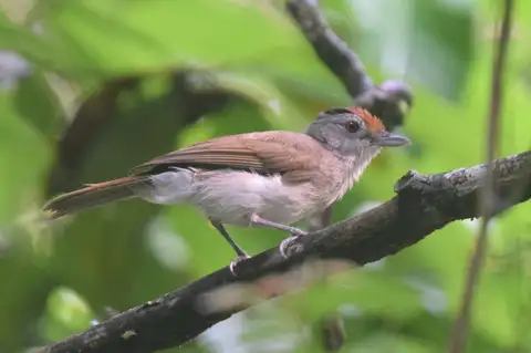 Rufous-crowned Babbler