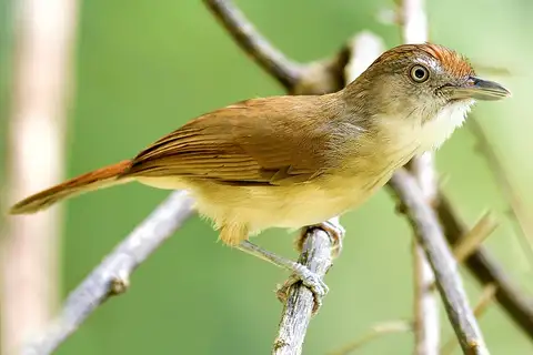 Melodious Babbler