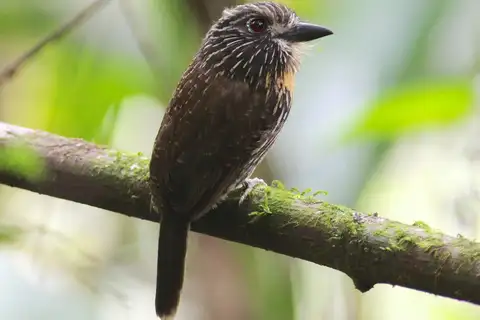 Black-streaked Puffbird