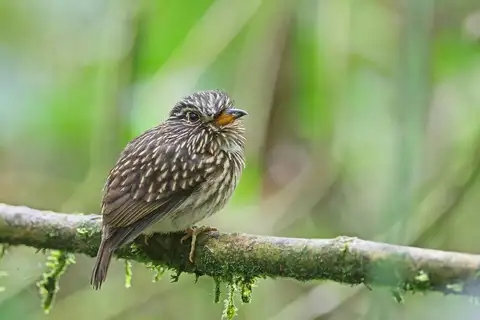 White-chested Puffbird