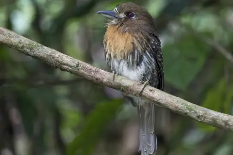 Moustached Puffbird