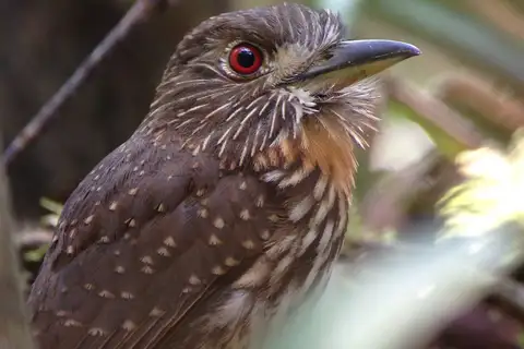 White-whiskered Puffbird
