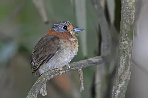 Rufous-necked Puffbird