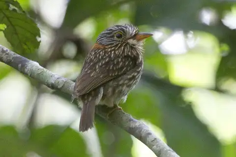 Semicollared Puffbird