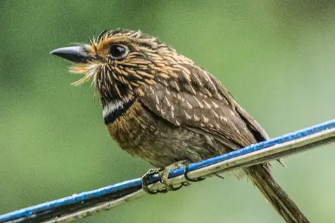 Crescent-chested Puffbird