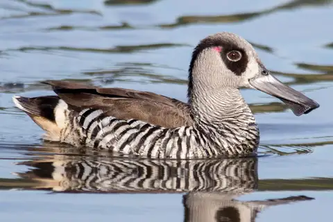 Pink-eared Duck