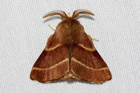Western Tent Caterpillar Moth