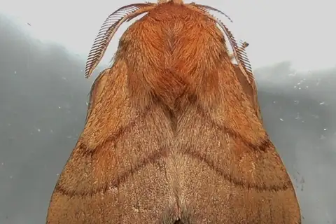 Forest Tent Caterpillar Moth