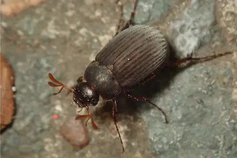 Maladera holosericea