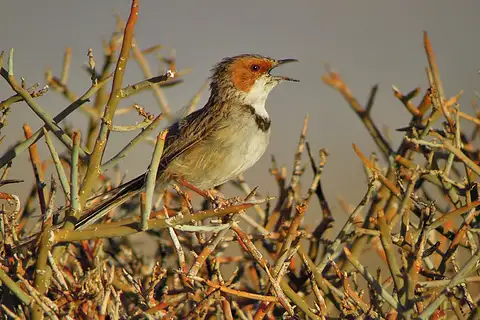 Rufous-eared Warbler