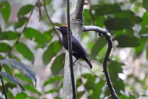 Red-crowned Malimbe