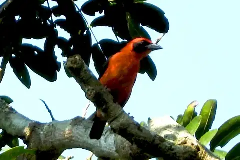 Red-bellied Malimbe