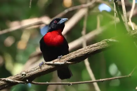 Blue-billed Malimbe
