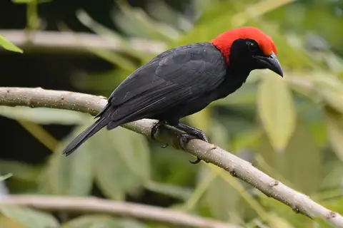 Red-headed Malimbe