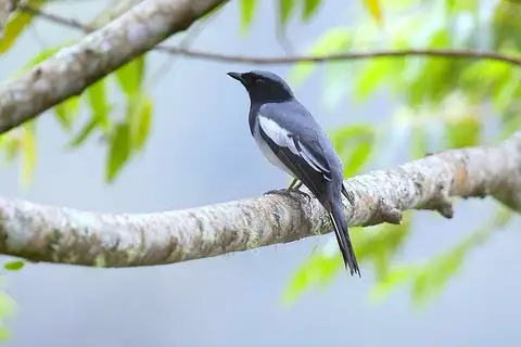 McGregor's Cuckooshrike