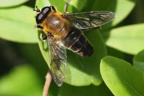 Mallota cimbiciformis