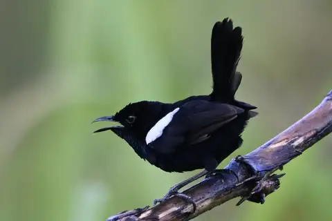 White-shouldered Fairywren