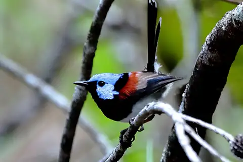 Lovely Fairywren