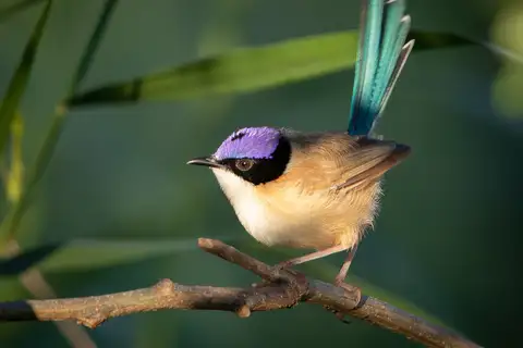 Purple-crowned Fairywren