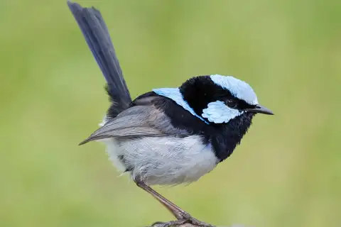 Superb Fairywren