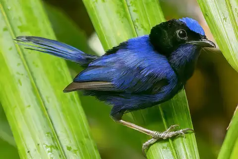 Emperor Fairywren