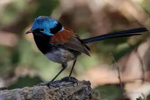 Red-winged Fairywren