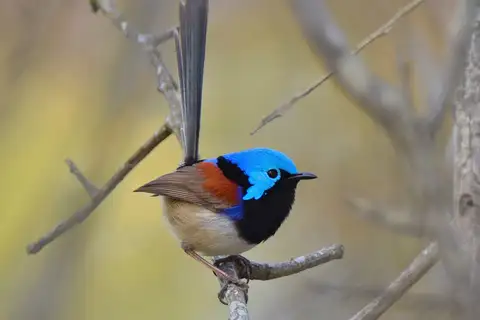Variegated Fairywren