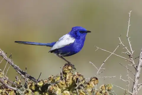 White-winged Fairywren