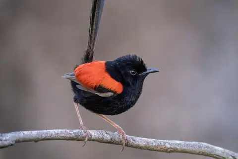 Red-backed Fairywren