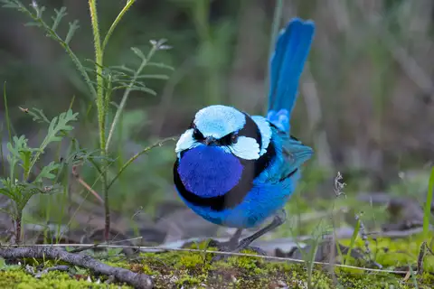 Splendid Fairywren