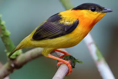 Orange-collared Manakin