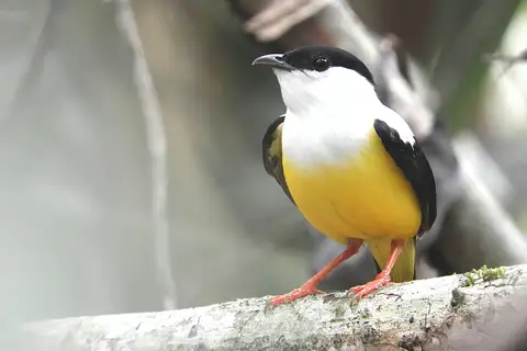 White-collared Manakin