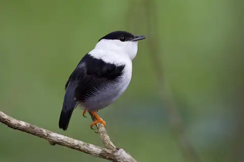 White-bearded Manakin