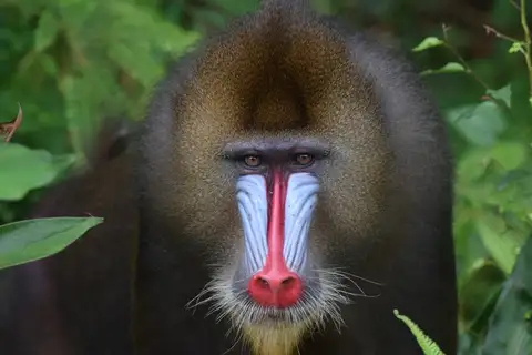 Mandrill
