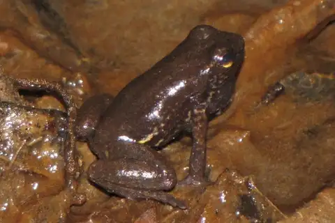 Cerro Socopo Fingered Poison Frog