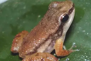 Bloody Bay Poison Frog