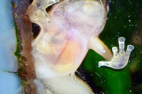 Yellow-throated Frog