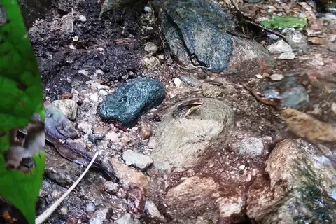 Caracas Collared Frog