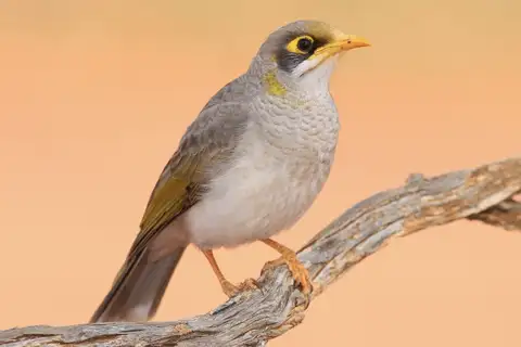 Yellow-throated Miner