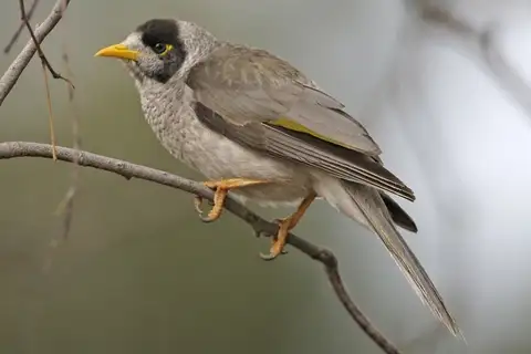 Noisy Miner