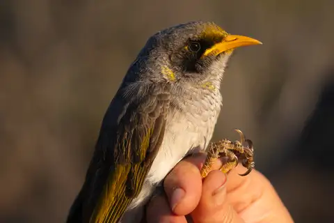 Black-eared Miner